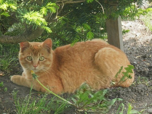 ねこ (2).jpg