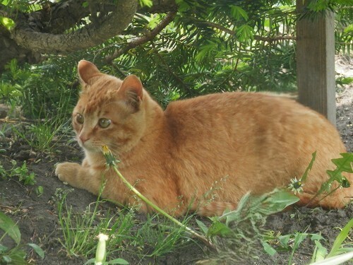 ねこ (3).jpg
