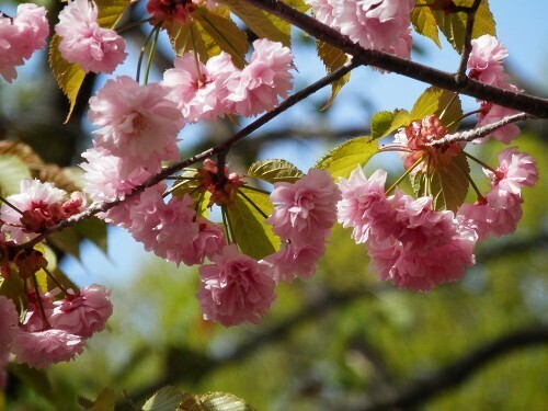 八重桜 (2).jpg