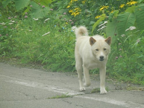犬 (2).jpg