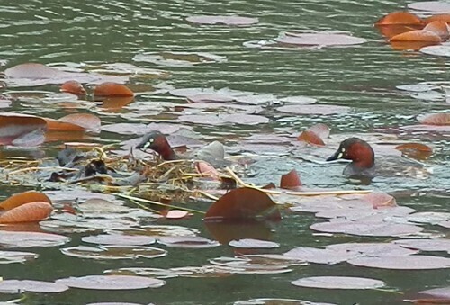 カイツブリ (3).jpg
