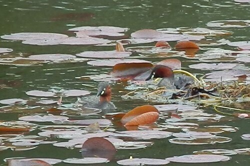 カイツブリ (4).jpg