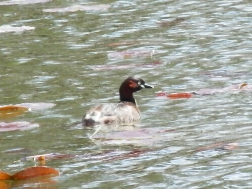 公園のカモ (2).jpg