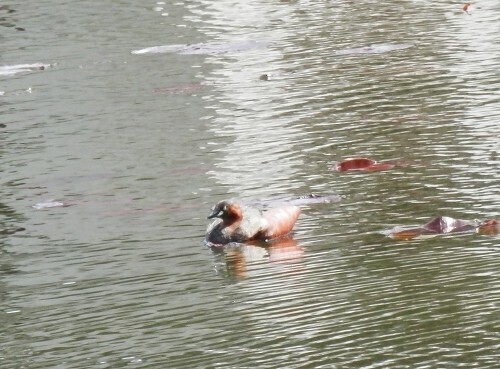 公園のカモ (3).jpg