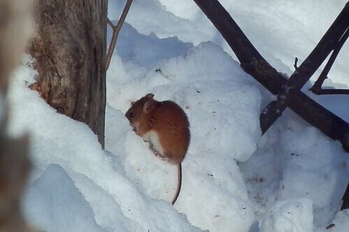 野ネズミ (1).jpg